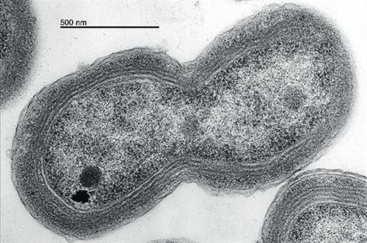 Vista microscòpica d’un cianobacteri del gènere ’Prochlorococcus’. Vista microscòpica d’un cianobacteri del gènere ’Prochlorococcus’.
