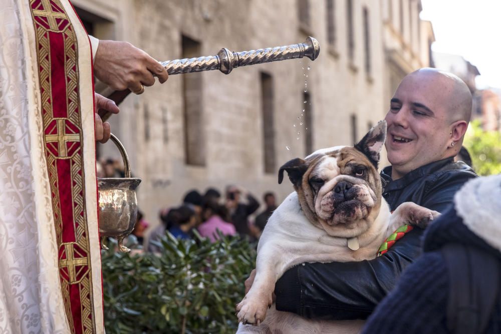 Sant Antoni 2018: Beneïdes algo deslucidas en Palma