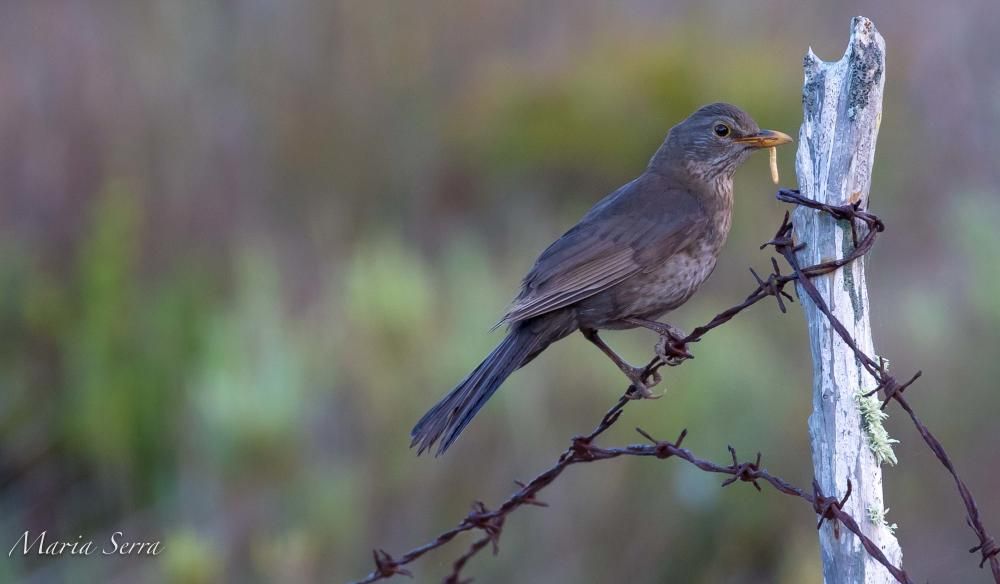 Un espectáculo de la naturaleza