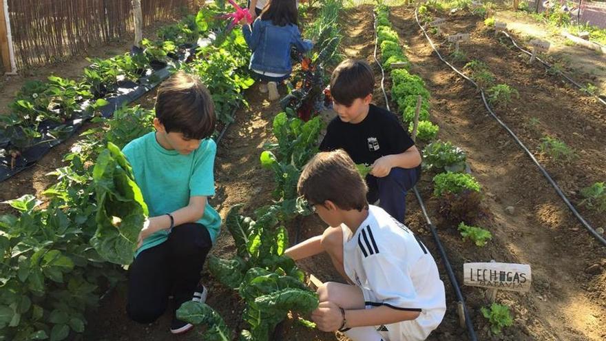 La Junta forma a 1.400 menores extremeños para desarrollar huertos escolares