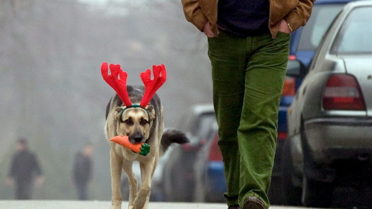 Los perros son especialmente sensibles a los estruendos que pueden producirse en estas fechas.