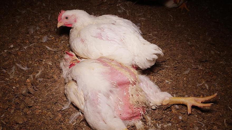 Un pollo se posa junto al cadáver de un animal muerto, en una macrogranja avícola de Austria.