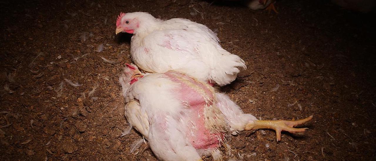 Un pollo se posa junto al cadáver de un animal muerto, en una macrogranja avícola de Austria.