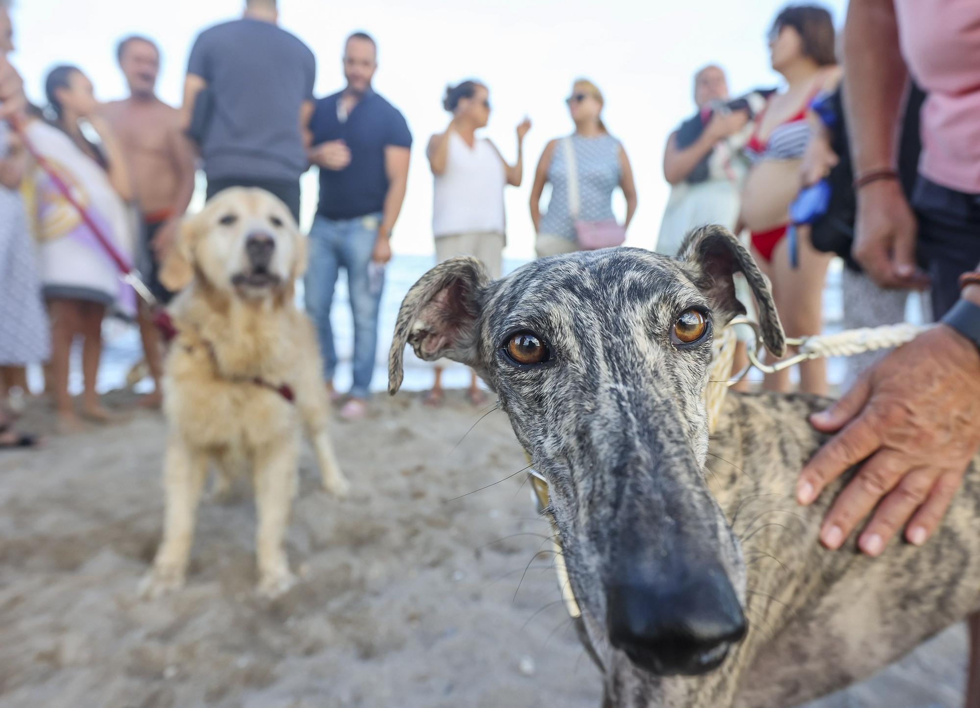 Protesta vecinal en contra del abandono del parque de perros de Aguamarga