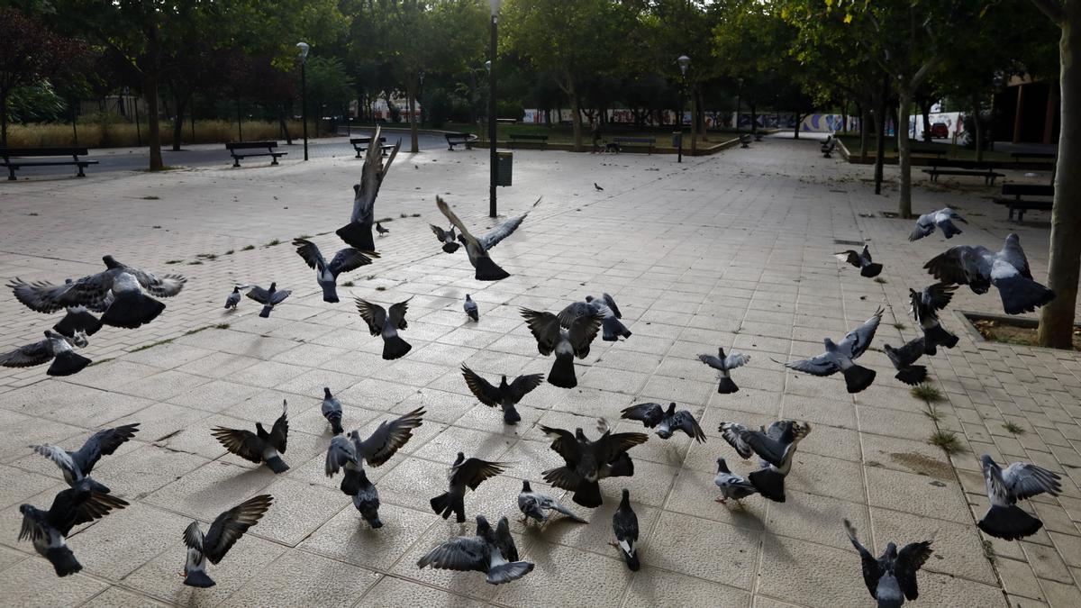 Un amplio grupo de palomas, ayer, en la plaza José María Forqué de Zaragoza.