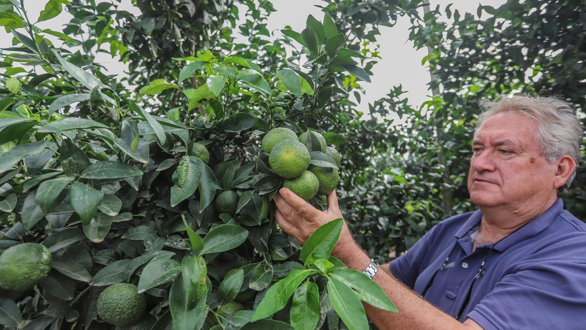 Un productor de mandarina orri supervisa el árbol en su finca de Pilar de la Horadada