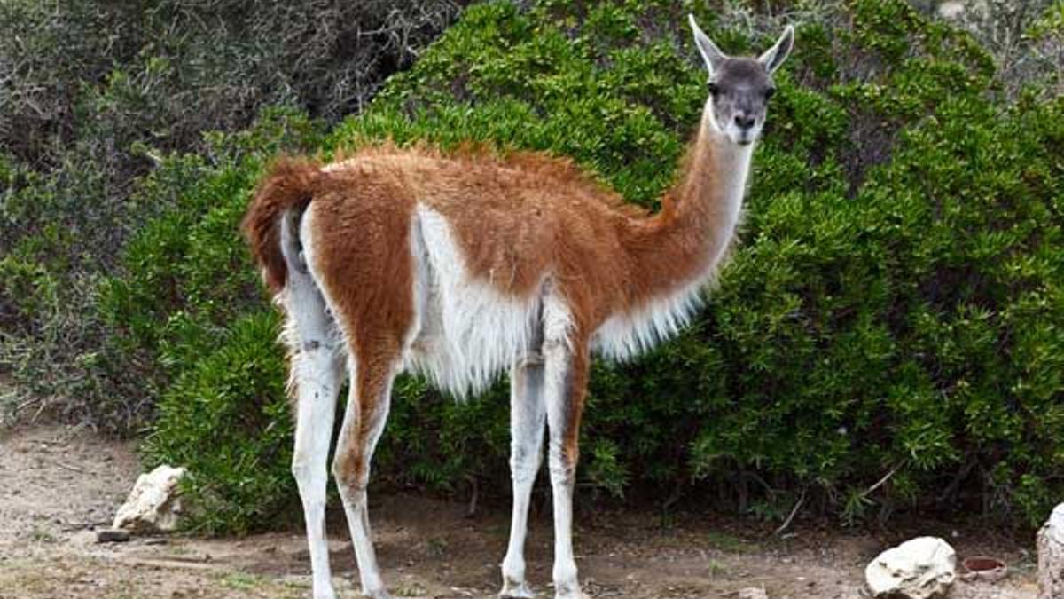 guanacos