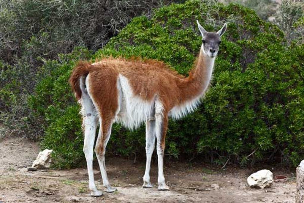 guanacos