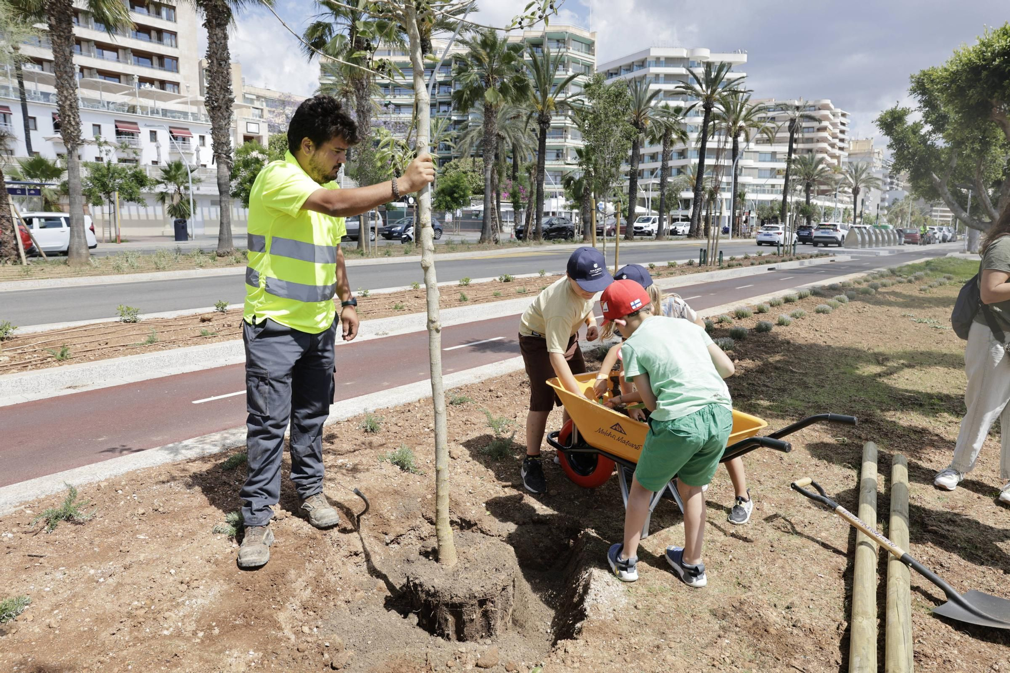 Verde para el nuevo Paseo Marítimo de Palma: pala y rastrillo para que los vecinos planten árboles