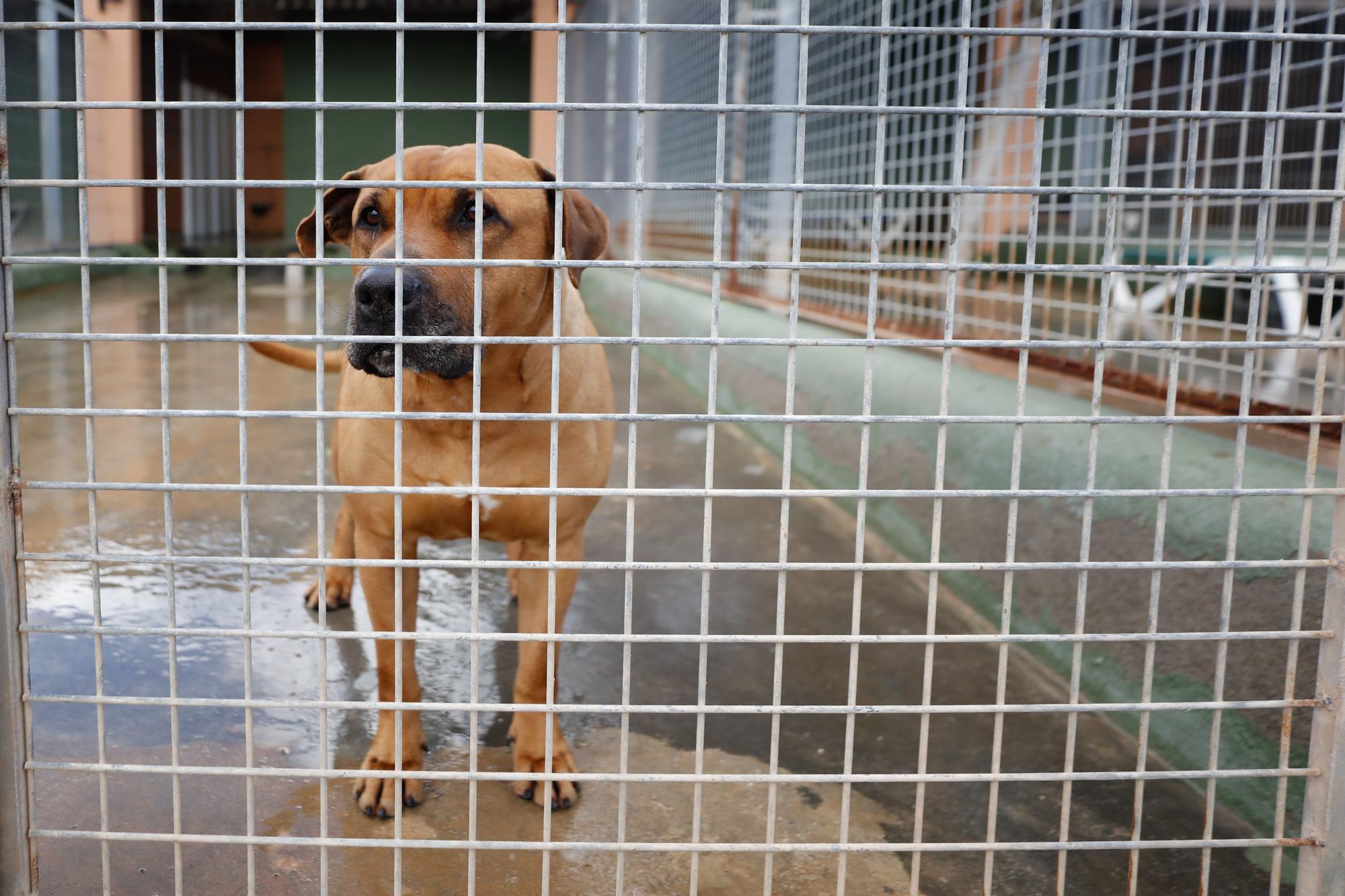 Junior, el perro de Ibiza que murió esperando un hogar