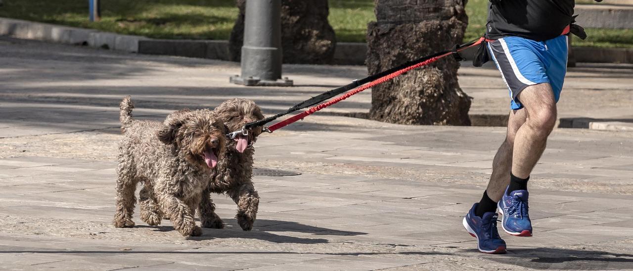 Mascotas en Baleares | Dueños formados y perros esterilizados
