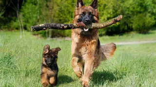 Estas son las razas de perros más listos del mundo