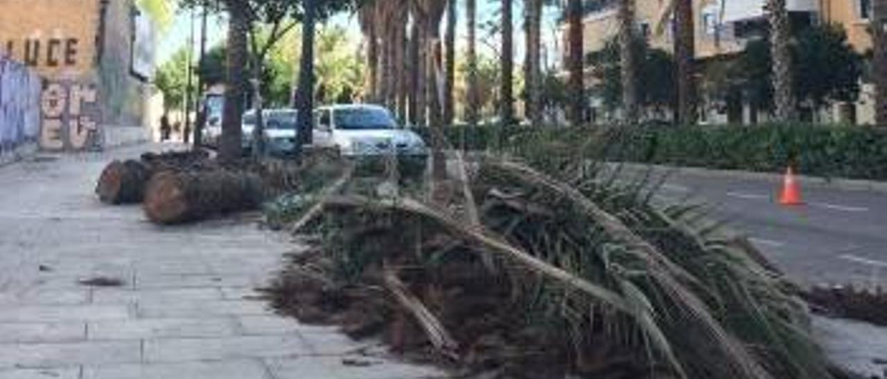 La falta de poda y cuidado deteriora las 800 palmeras del eje Reus-Ruaya