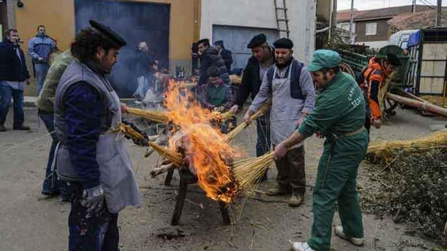 Matanza de un cerdo en Tábara a la manera tradicional.