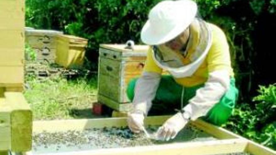 Los apicultores sufren la peor campaña de los últimos 25 años