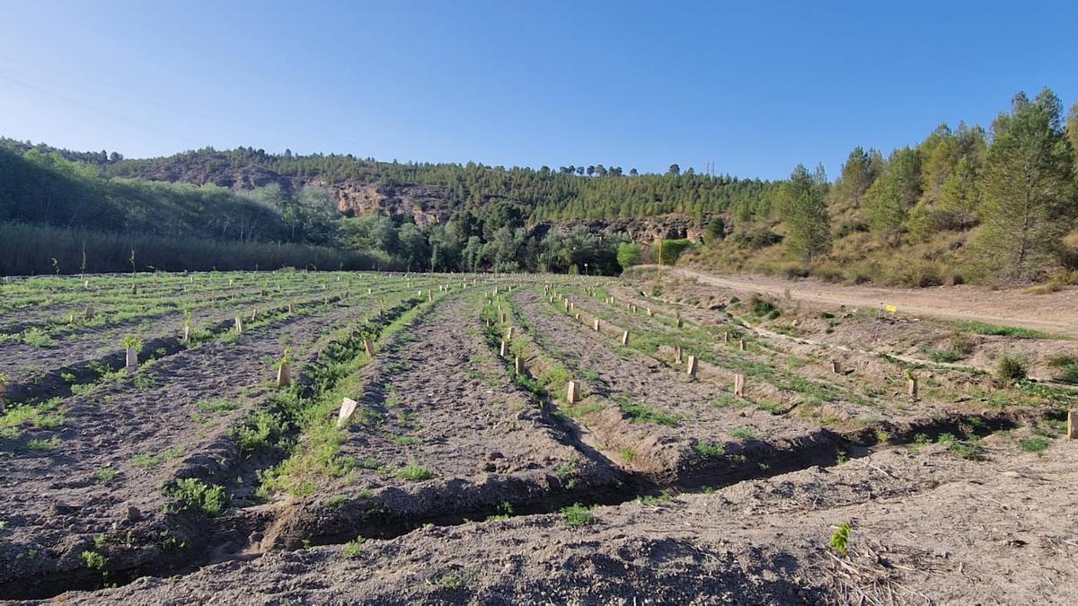 Final de las plantaciones en la huertecica de Calasparra