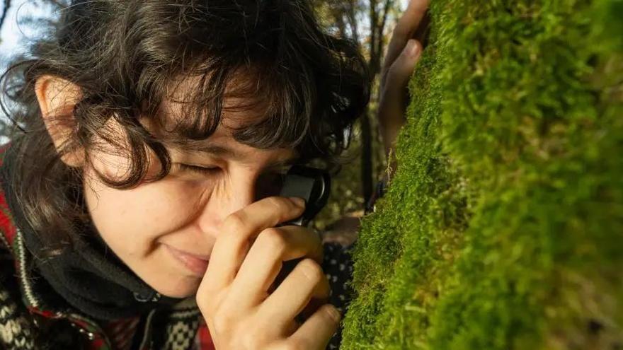 Musgos: qué son y por qué son importantes para los ecosistemas