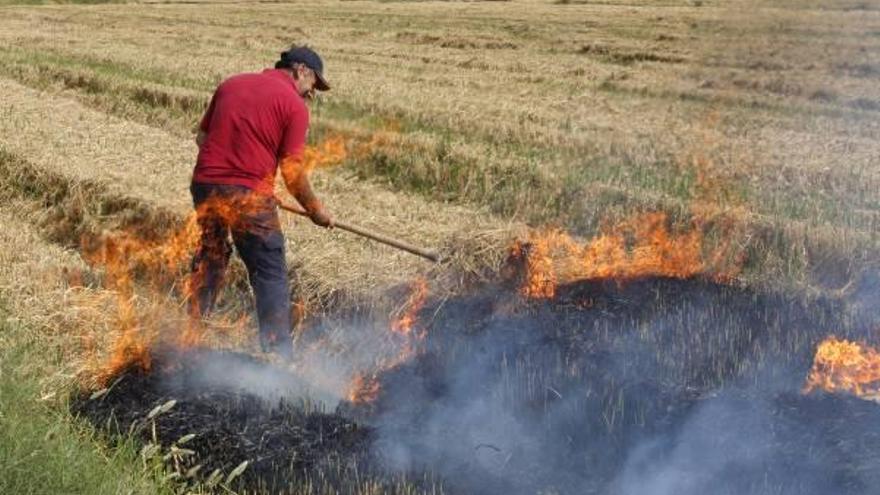 Quema de la paja del arroz en Sueca el pasado año.