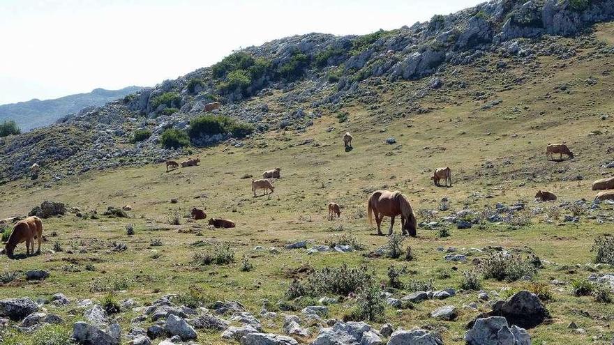 Animales, hace unos días, pastando en la zona del Angliru.