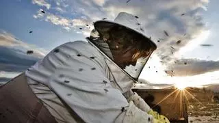 La producción de miel cae un 35% y encarece la fabricación del turrón