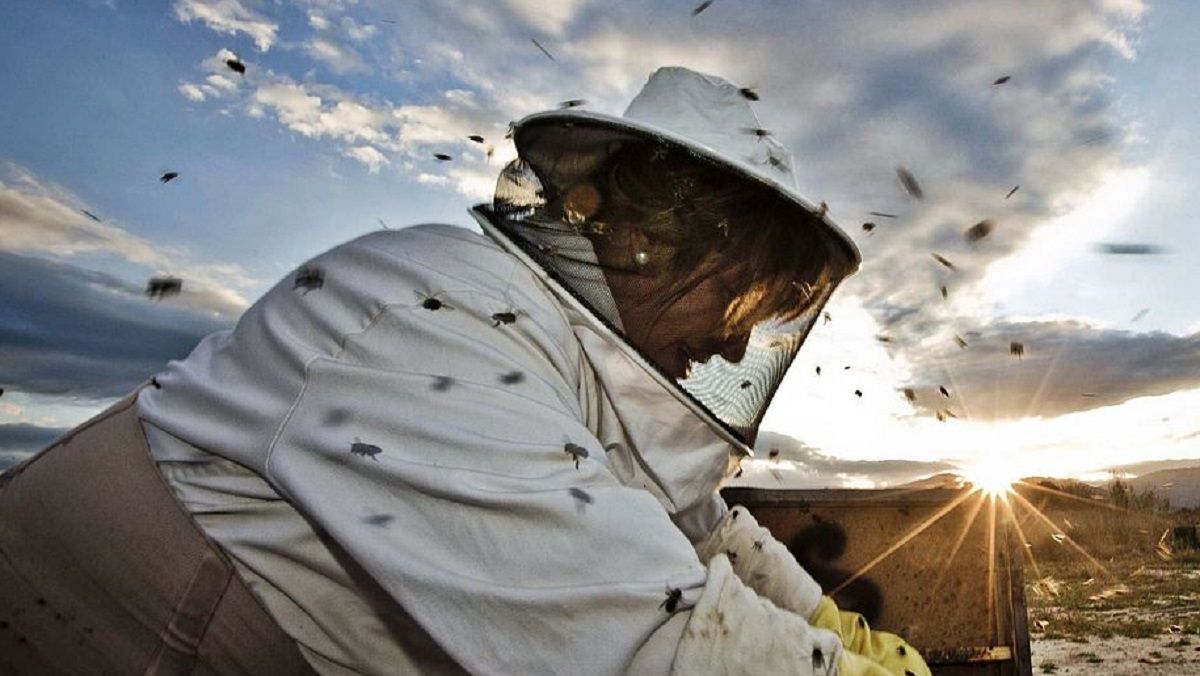 Una apicultora trabaja sus colmenas en una explotación de Pego, en la Marina Alta.