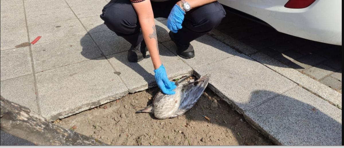 Una gaviota muerta este verano en el casco urbano de Moaña.