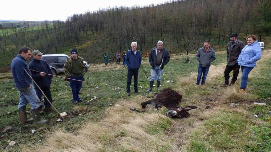 Los ganaderos observan los restos de la burra &quot;Carolina&quot;, en Allande.