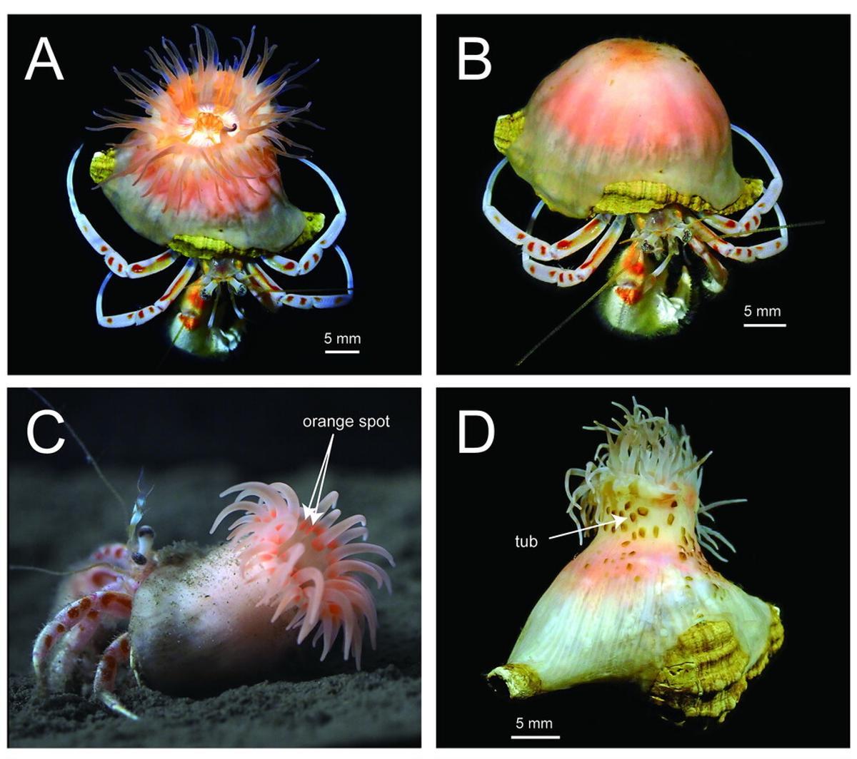 Morfología externa e interna de Paracalliactis tsukisome. Vistas superiores del espécimen vivo con tentáculos abiertos (A) y retraídos (B). Espécimen vivo utilizado para la grabación de vídeo del comportamiento (C). Vista posterior del holotipo fijado (D).