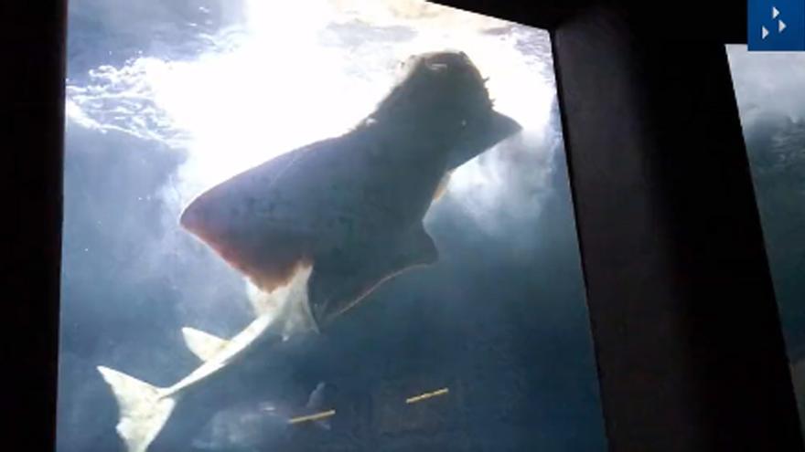 Un vídeo muestra una de las raras veces que dos tiburones nadan juntos en el Aquarium de A Coruña