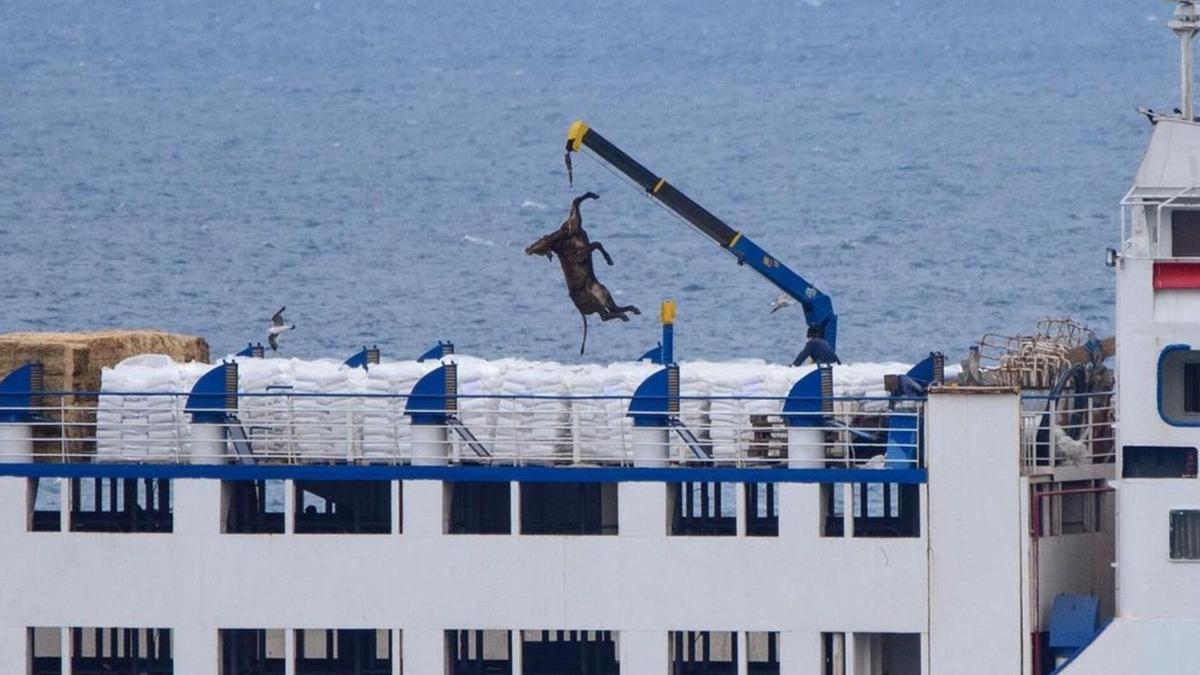 Una grúa descarga un ternero muerto del buque Elbeik en 2021 en Cartagena.