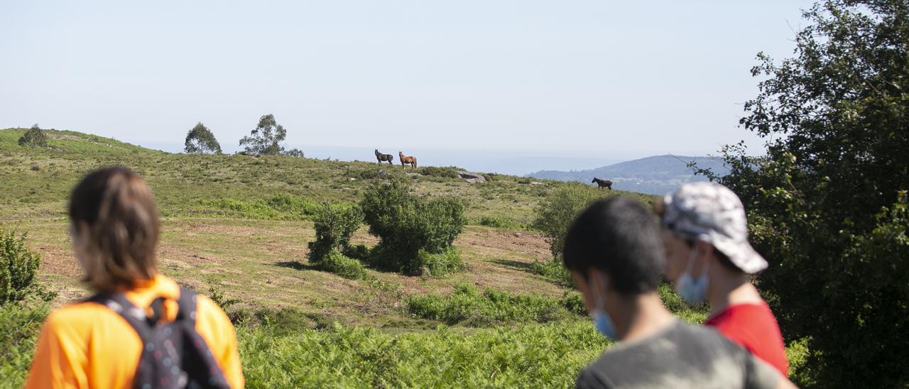 Los caballos salvajes solo observaron a los participantes desde la distancia.