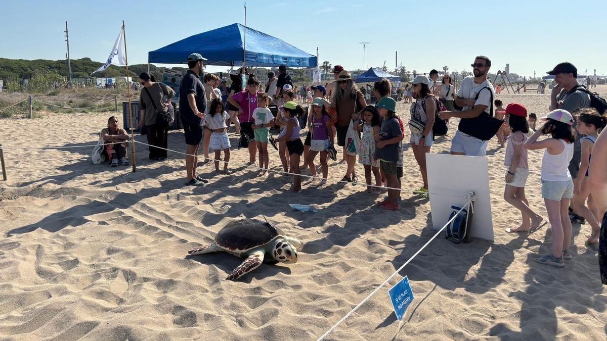 Una de las tortugas marinas antes de iniciar el regreso al mar en Castelldefels