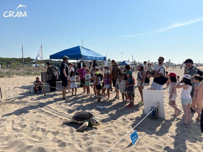 Devuelven al mar cinco tortugas marinas en una jornada ciudadana en la playa de la Pineda de Castelldefels