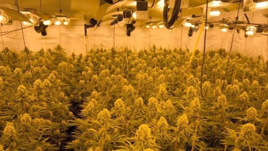 Desmantellen una plantació de marihuana en una casa de Collbató, on ja havien trobat plantes feia un any