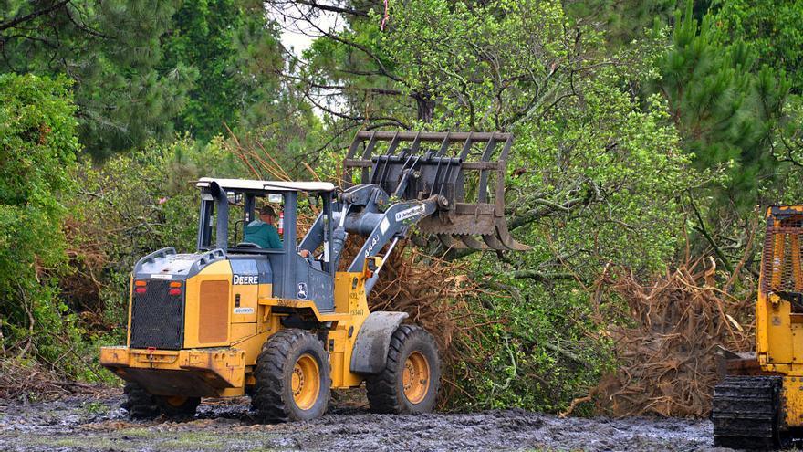 Tratamiento contra la plaga de greening en Florida, donde ha causado estragos.