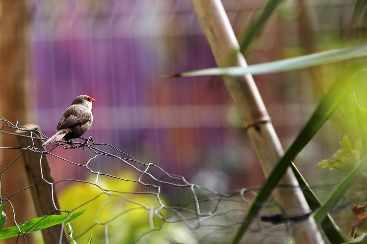 Espai Nur jardín vecinal, oasis de biodiversidad de lEixample