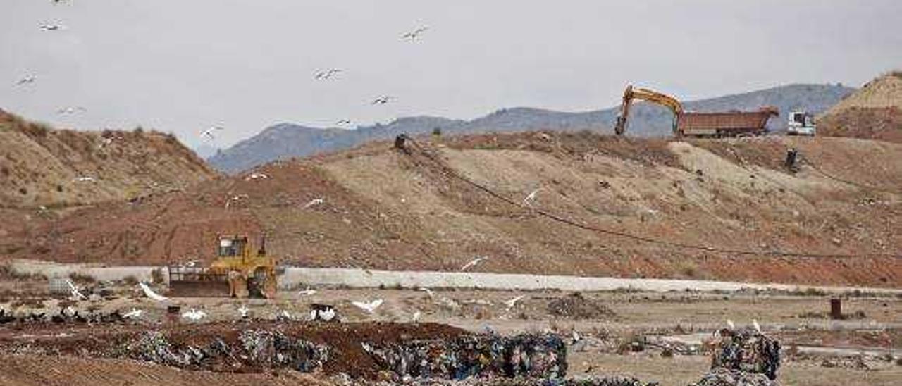 El recién nacido del vertedero fue tirado a la basura en la Vega Baja