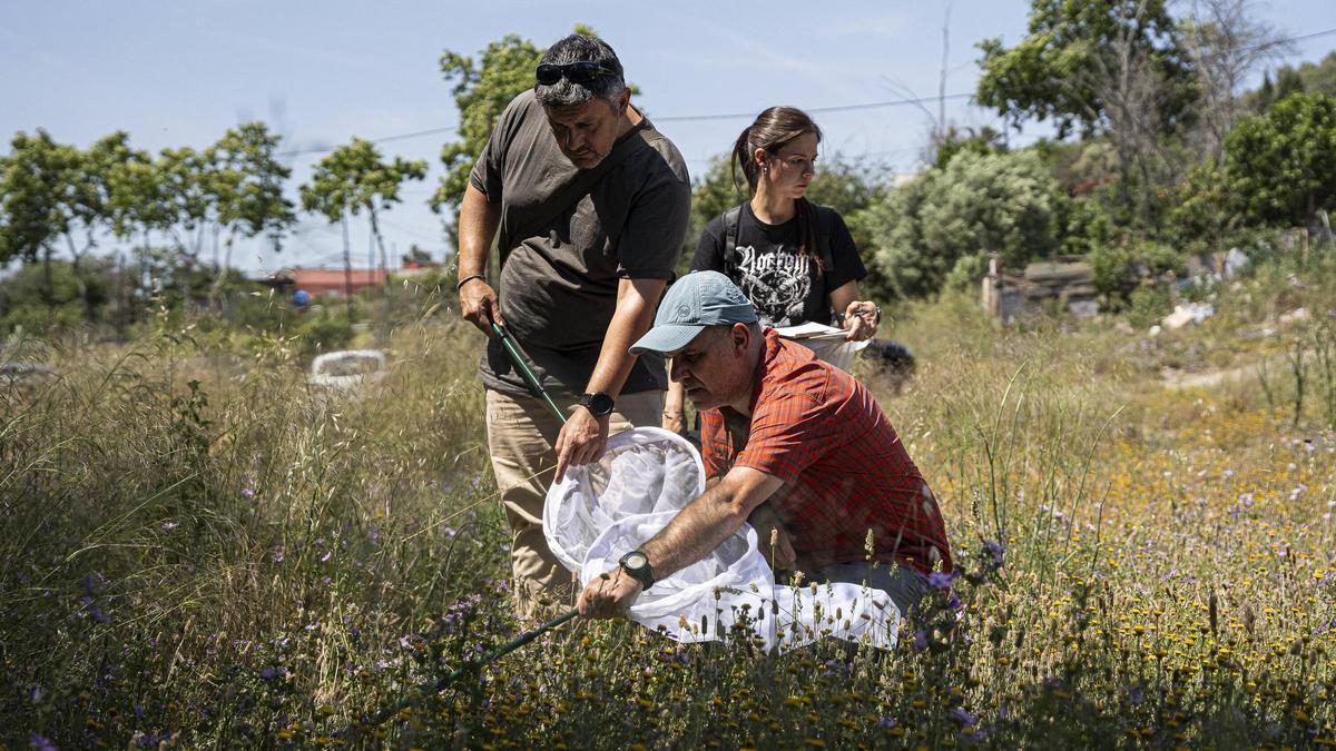 Las mariposas tratan de resistir en entornos metropolitanos degradados