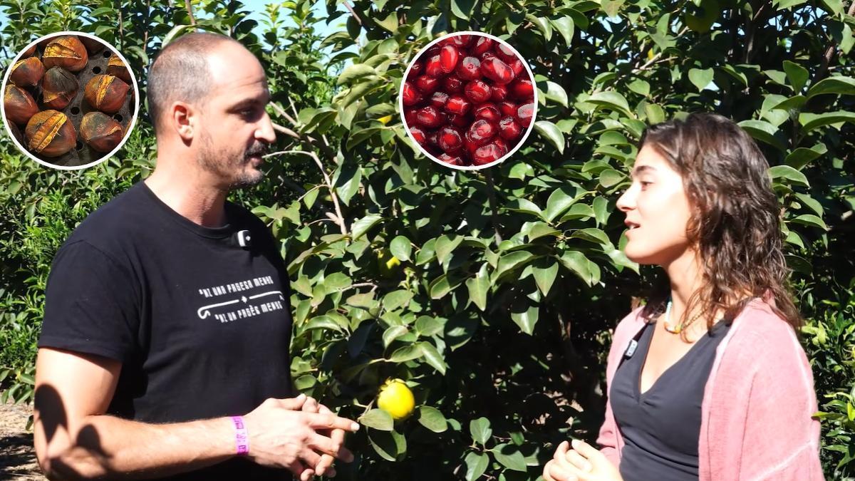 Agricultores explican qué productos de temporada poner en la cesta de la compra: desde las granadas al azufaifo