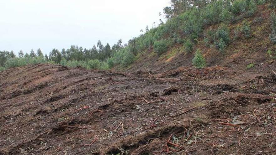 Surcos que se pueden ver en el terreno del castro de Pastoriza.