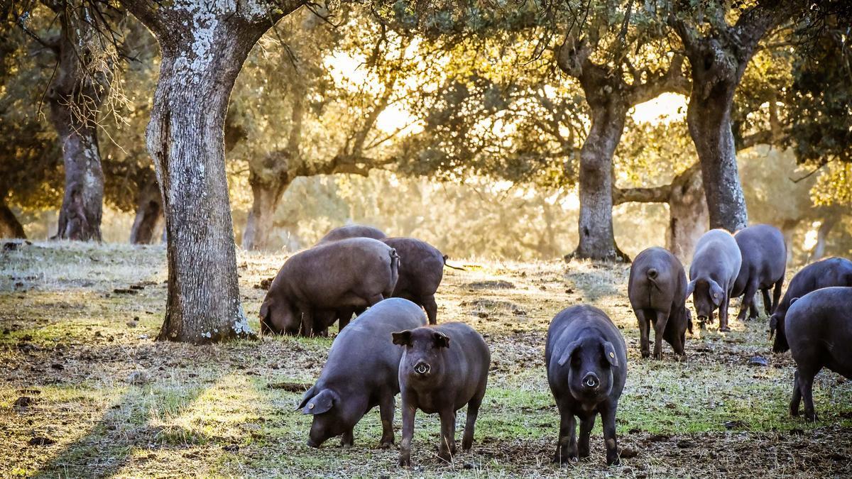 Las explotaciones de cerdo ibérico de cebo se pueden beneficiar de las ayudas.