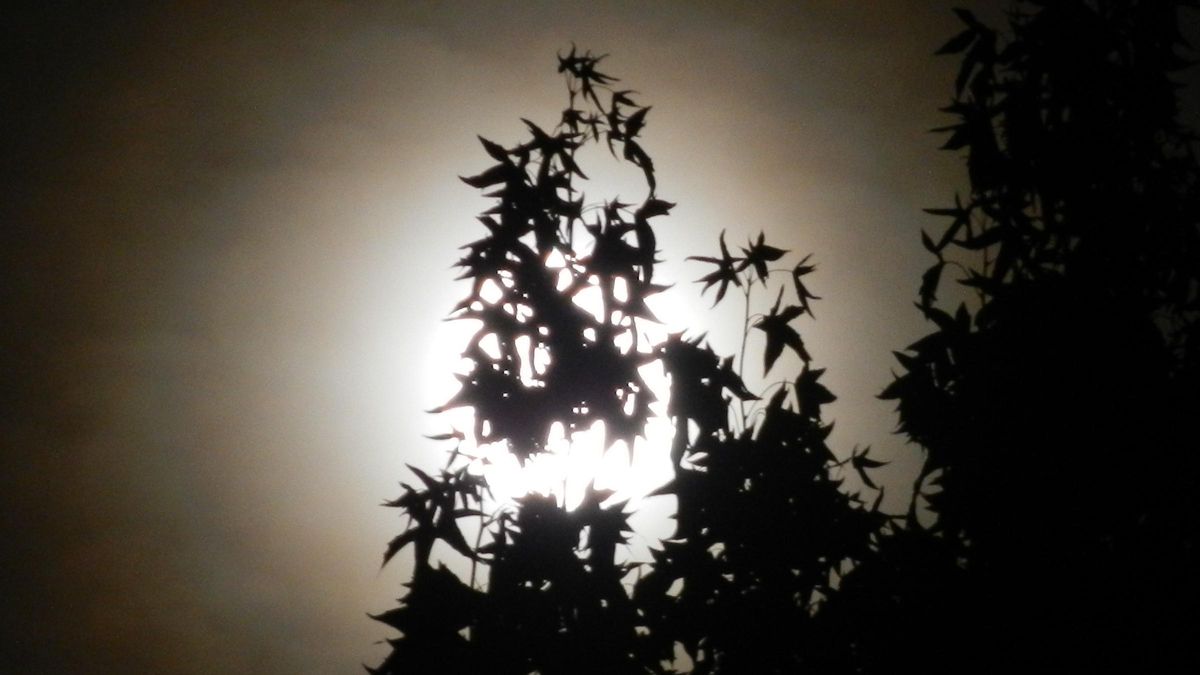 Fulgor brillante de una superluna tras unas ramas.