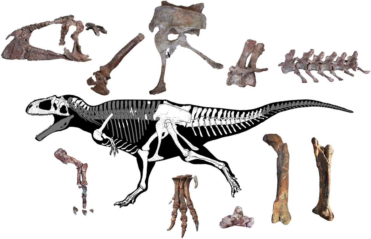 Reconstrucción del esqueleto del dinosaurio en el que se muestran, en color blanco, los restos identificados. 