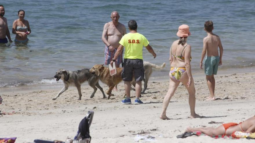 Un socorrista intenta retirar varios perros sueltos entre los bañistas de la playa de Rodeira. // S.Á.