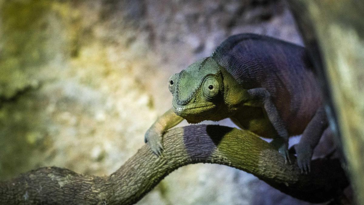 Bioparc recibe nuevos camaleones pantera