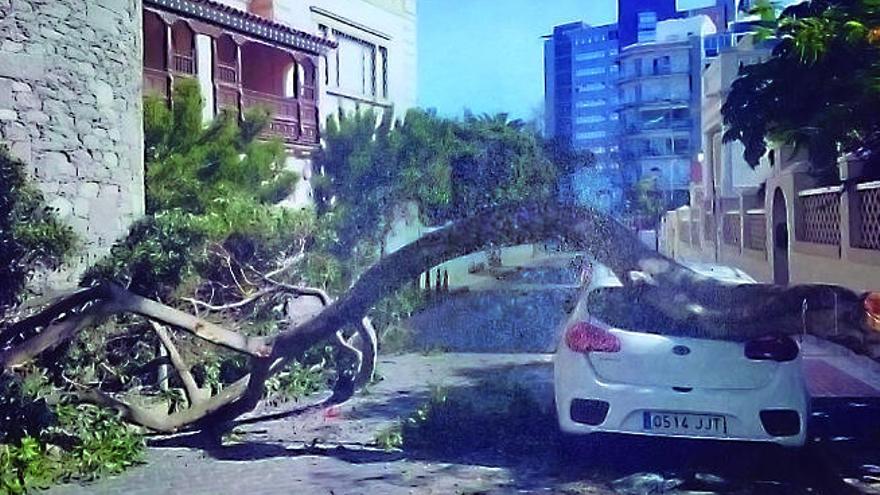 Imagen del estado en que quedó el coche, tras caerle la rama encima, en una foto del informe policial.