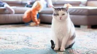 Confirmado por un veterinario: estas son las causas por las que tu gato maúlla mucho y cuándo deberías preocuparte