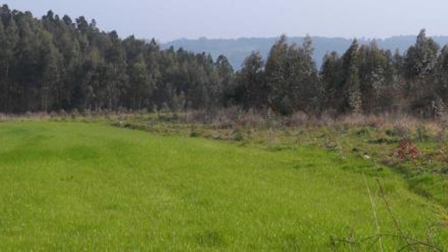 La finca donde estaba instalado el supuesto vertedero ilegal, ahora sepultado y sobre el que ha crecido vegetación.