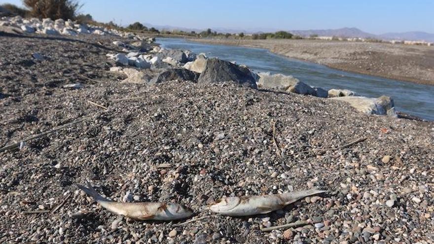 Algunos de los peces muertos en la desembocadura del Guadalhorce.