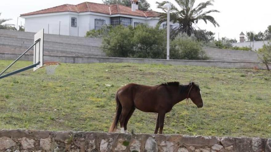 La Mancomunitat no halla ni una empresa capaz de retirar los caballos sueltos de Alzira